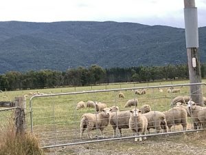 ニュージーランド羊